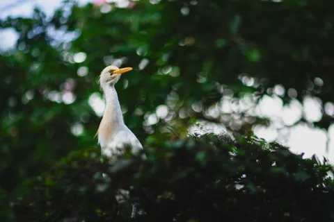 树枝上长着黄色喙的牛白鹭,背景模糊,有一种圆滑的效果 树枝上长着黄色喙的牛白鹭,背景模糊,有一种圆滑的效果