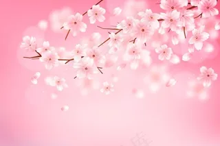 渐变樱花枝背景