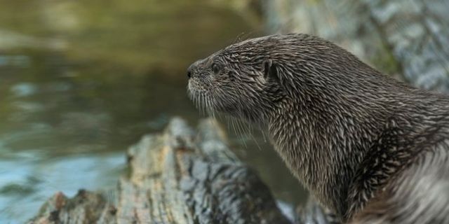 一只水獭看河的特写镜头