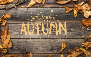 木桌树叶俯视图