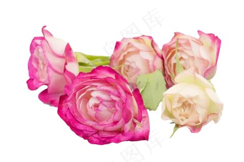 鲜艳玫瑰花朵 鲜艳玫瑰花朵