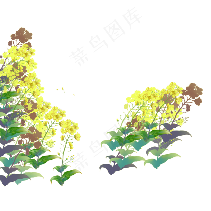 春天黄色花朵下载