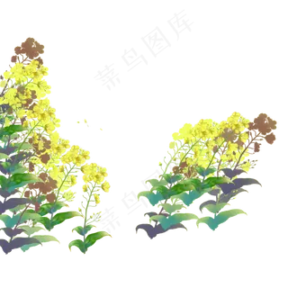 春天黄色花朵下载