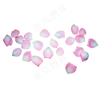 粉红色玫瑰花瓣