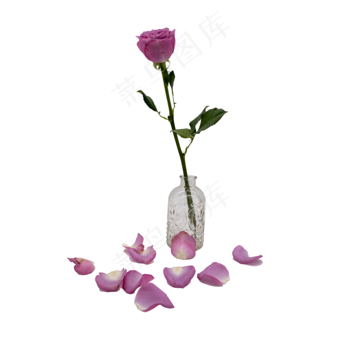紫色玫瑰插花瓶花瓣