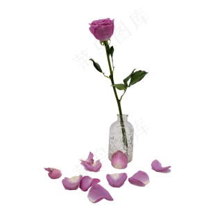 紫色玫瑰插花瓶花瓣