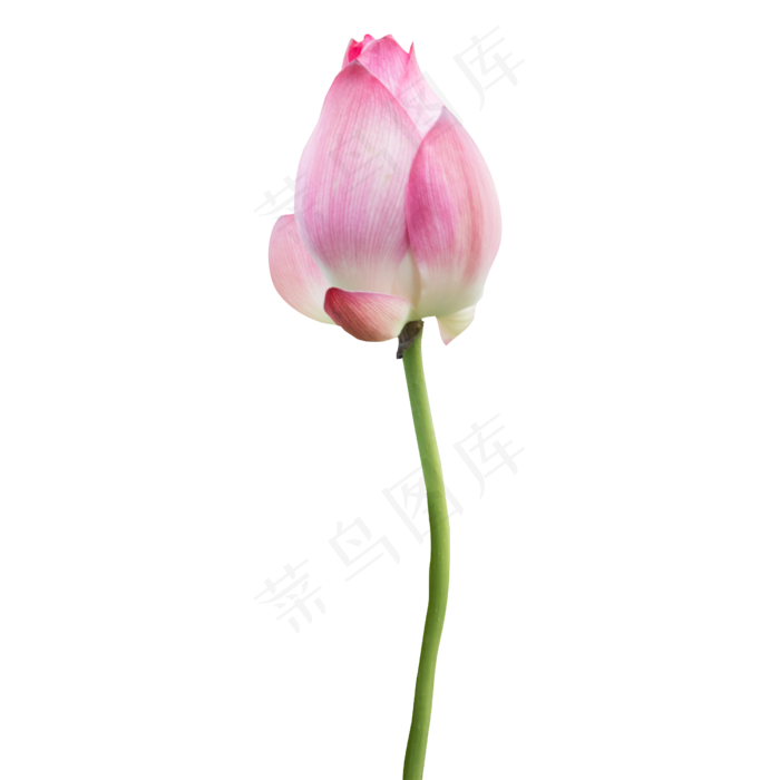 美丽的荷花花苞