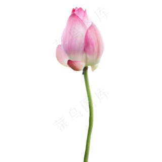 美丽的荷花花苞