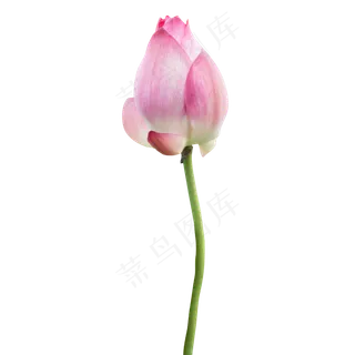 美丽的荷花花苞