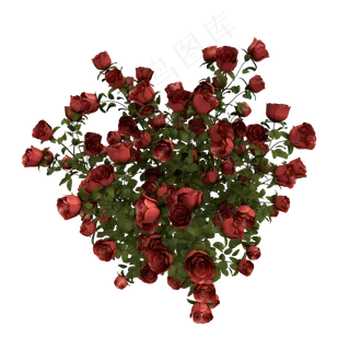 爱心形状玫瑰花