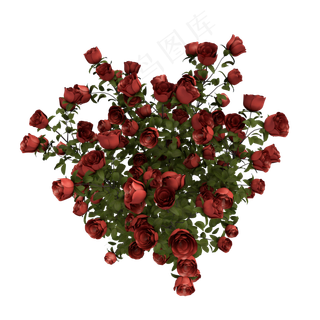 爱心形状玫瑰花