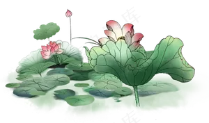 卡通荷花