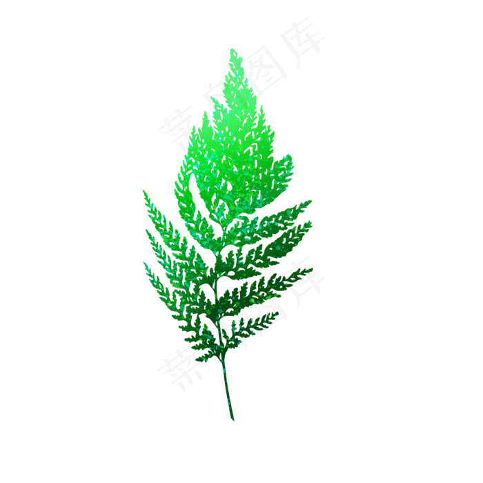 蕨类植物叶子(2000X2000(DPI:150))psd模版下载