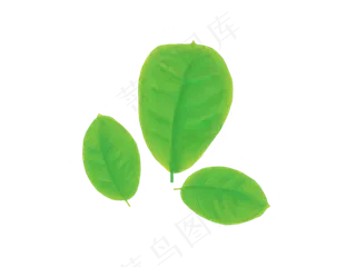 绿色叶子素材