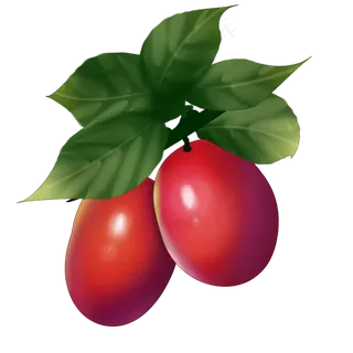 两个红色新鲜小枣插图