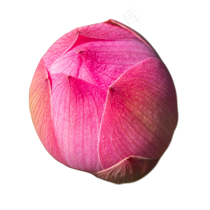 含苞待放荷花(2000X2000(DPI:300))psd模版下载