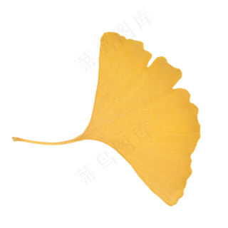泛黄的银杏叶实物,免抠元素