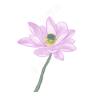 粉红色的荷花免抠图