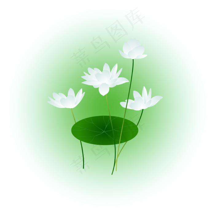 夏日荷花清新精美