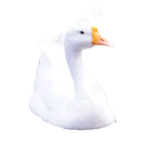 动物白鹅,免抠元素