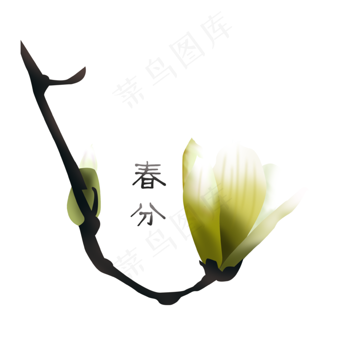春分玉兰迎春白色png下载,免抠元素(3543X3543(DPI:300))psd模版下载