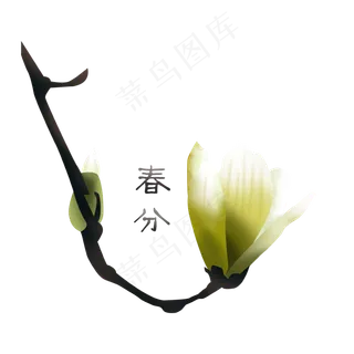 春分玉兰迎春白色png下载,免抠元素