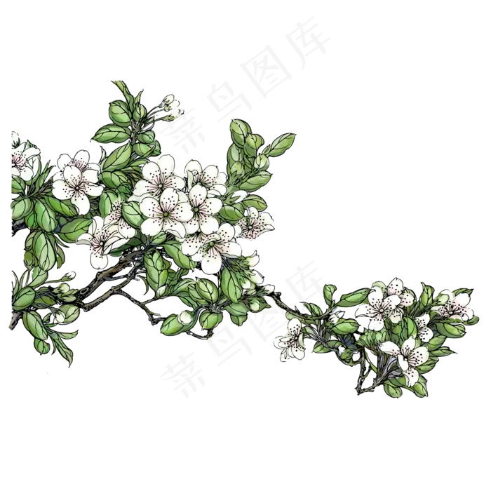 春日手绘水彩风格梨花树枝,免抠元素