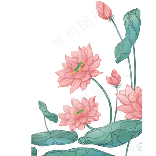 美丽的荷花景色