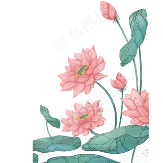 美丽的荷花景色