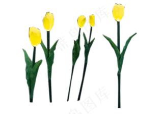 美观漂亮的郁金香