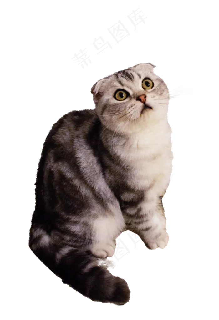 萌宠美短折耳猫,免抠元素(1369*2000px 300 dpi )psd模版下载