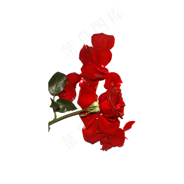 玫瑰花瓣实拍（png免抠）(2000X2000(DPI:72))psd模版下载