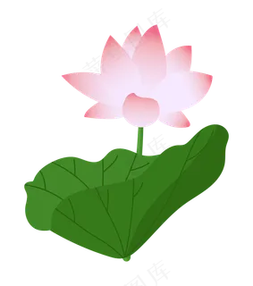水植物荷花荷叶插图