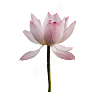 前后形成对比的荷花