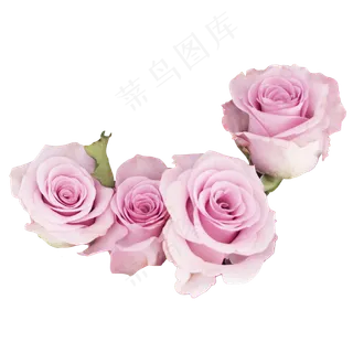 紫色玫瑰 紫色玫瑰