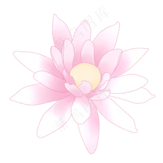 唯美粉色荷花花朵