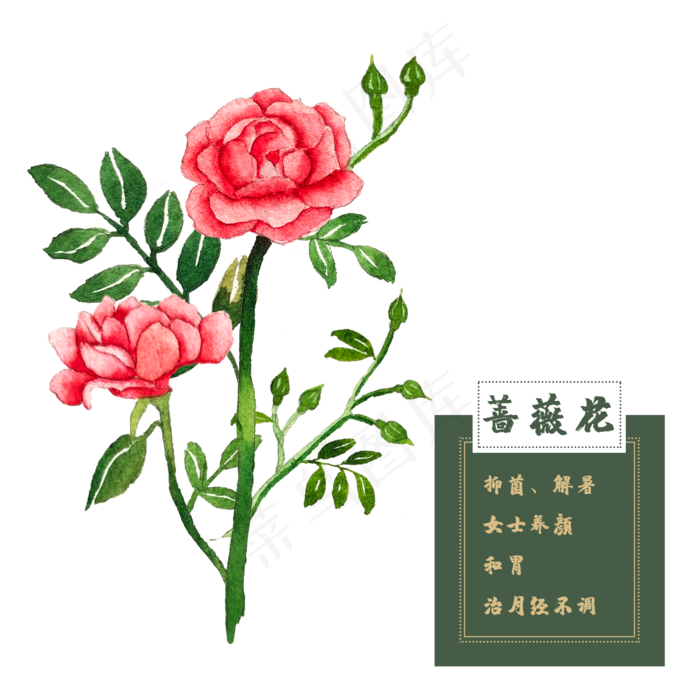 蔷薇花玫瑰花类中草药水彩花卉植