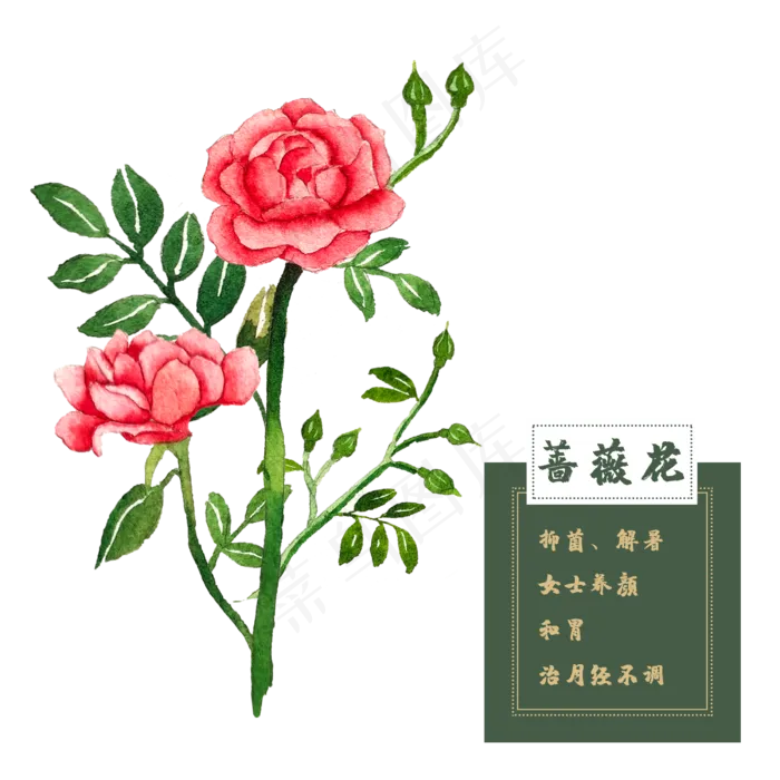 蔷薇花玫瑰花类中草药水彩花卉植(2500X2500(DPI:300))psd模版下载
