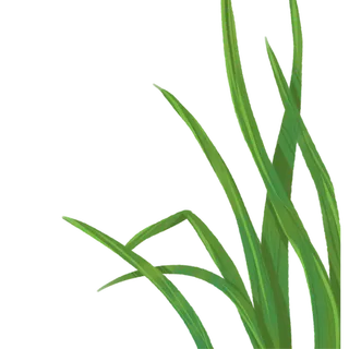 手绘卡通绿色细长青草免扣元素