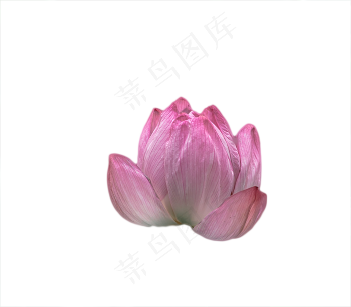 夏日荷花(865X757(DPI:300))psd模版下载