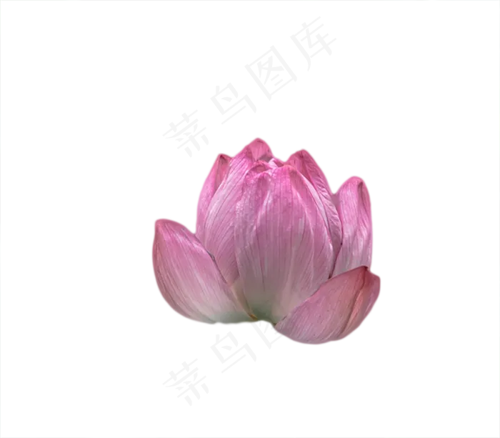夏日荷花(865X757(DPI:300))psd模版下载