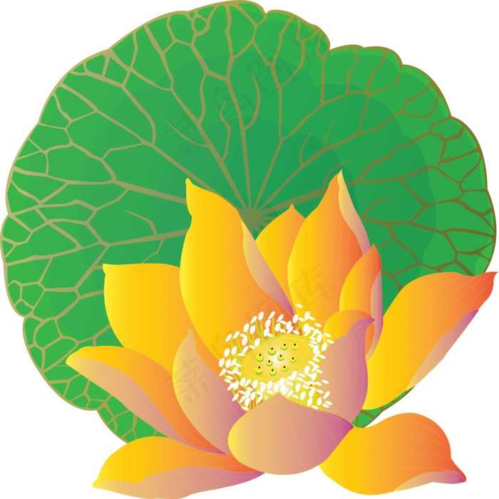 手绘花元素荷花莲叶可商用元素