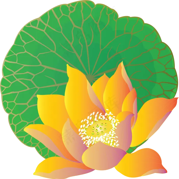 手绘花元素荷花莲叶可商用元素(2000X2000(DPI:150))ai矢量模版下载