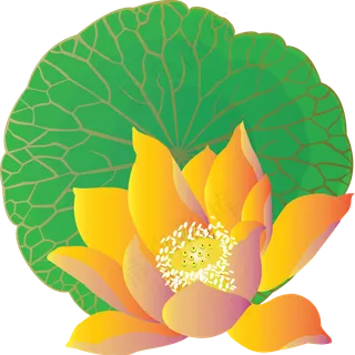 手绘花元素荷花莲叶可商用元素