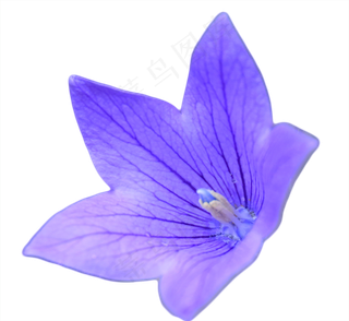 蓝紫色的铃铛花