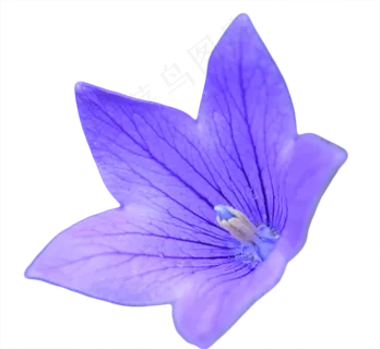 蓝紫色的铃铛花 蓝紫色的铃铛花