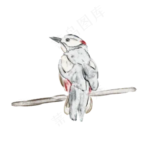 手绘水彩停在枝头的啄木鸟