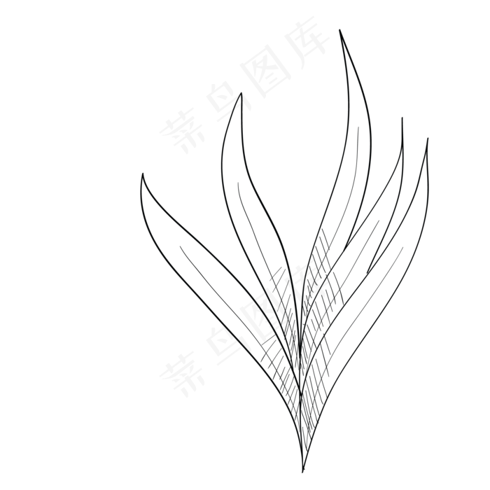 卡通铅笔画君子兰叶子(2083X2083(DPI:300))psd模版下载