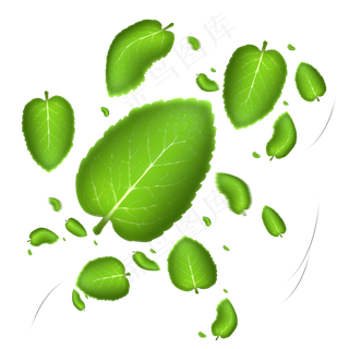 漂浮飘落的薄荷叶素材,免抠元素