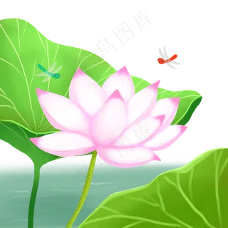 荷花荷叶荷塘景色蜻蜓 荷花荷叶荷塘景色蜻蜓